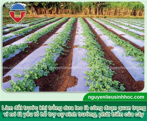 Cách xử lý đất trồng dưa leo giàu dưỡng chất, sạch mầm bệnh