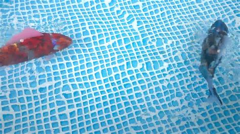 Robot Fish In The Pool And Very Realistic Swimming Phimgiaitri Youtube