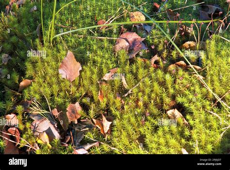 Widerton Moss Polytrichum Formosum In The Devils Bog Stock Photo Alamy