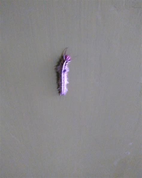 rumah maya tatit   mengatasi hama ulat bulu secara alami