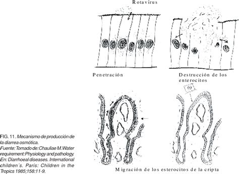 Figure From Fisiopatolog A De La Diarrea Aguda Semantic Scholar