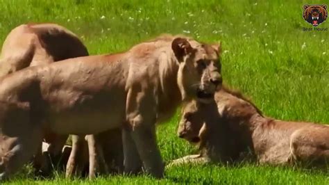 Lions Dig Out A Baby Warthog From Cave And Eats Alive