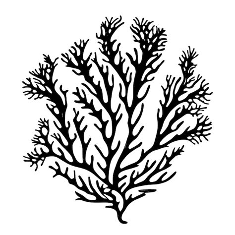 Premium Vector Hand Drawn Vector Illustration Seaweed Sketch