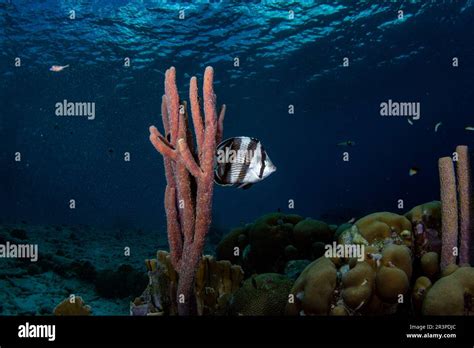 Caribbean fish species hi-res stock photography and images - Alamy