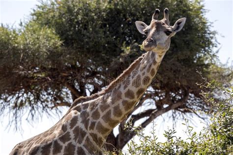 Portrait South African Giraffe Group Giraffa Giraffa Giraffa Chobe