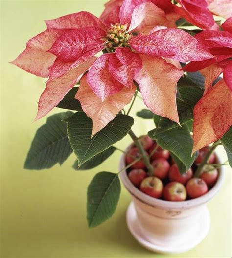 Ways To Decorate With Poinsettias This Christmas Stockslager