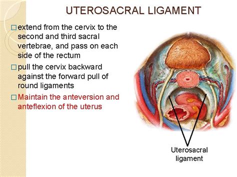 Female Reproductive Organs Dr Stuti Tandon Assistant Professor