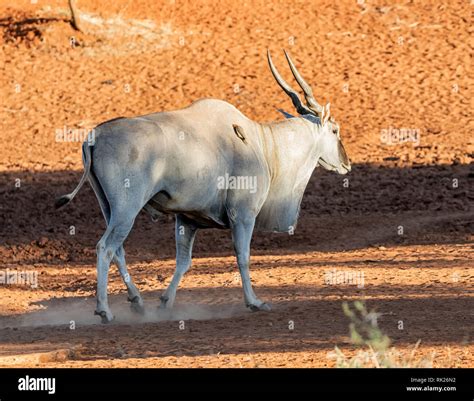 An Eland Bull In Southern African Savanna Stock Photo Alamy