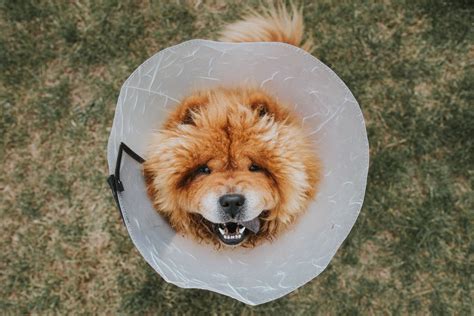 Teacup Chow Chow: Unveiling the Miniature Marvel