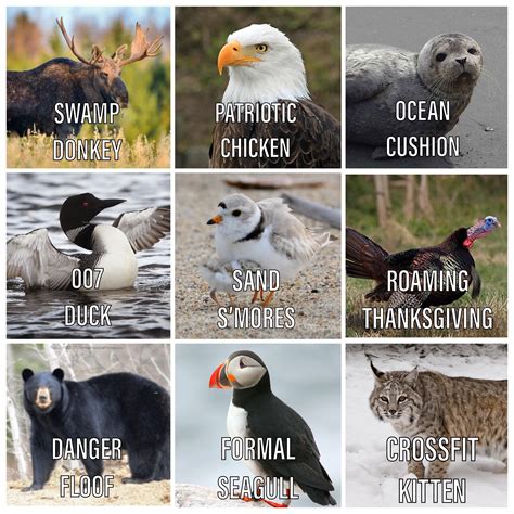 Maine wildlife guide : r/Maine