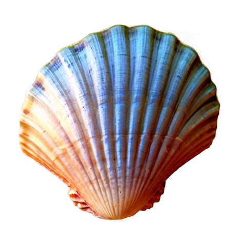 Download Scallop Shell Image Png 05212024