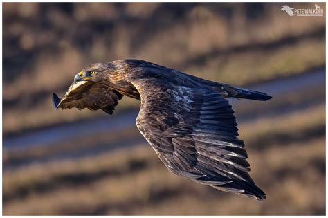 Canon EOS R7 - A Review - Pete Walkden Photography