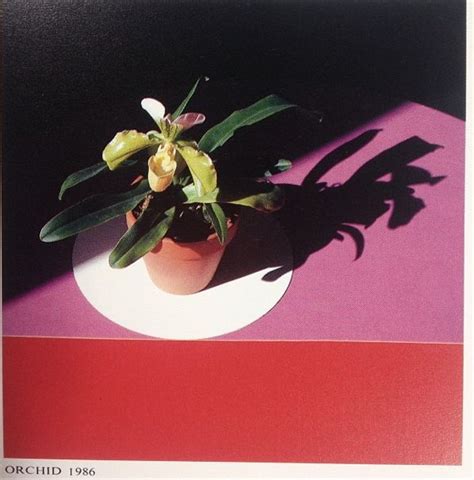 Robert Mapplethorpe Orchid 1986 Colour Always Comes As A Surprise