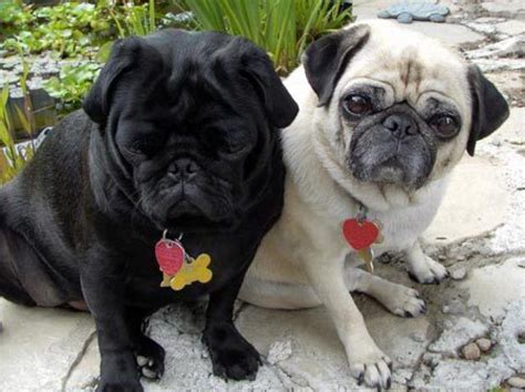 Carlino Pugs Cute Puppy Pictures Cute Pugs