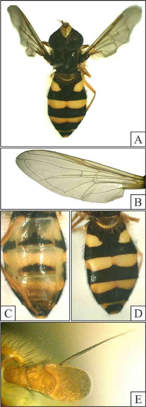 Epistrophe Nitidicollis Male A Adult B Wing C Ventral View Of