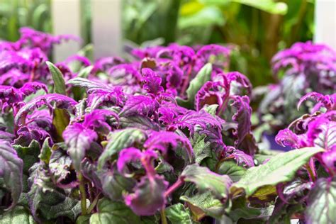 How To Grow Purple Passion Plant Velvet Plant Care Guide