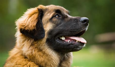 La Plus Belle Race De Chien