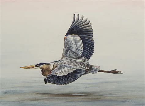 Great Blue Heron Flying Drawing