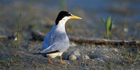 Is This a Heron, Egret or Crane? • The National Wildlife Federation Blog