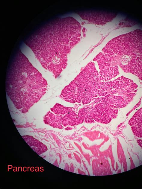 Solution Histology Ospe 2 Studypool