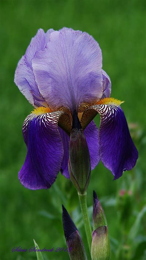 The Iris By Silvia Sandrock 500px Iris Flowers Beautiful