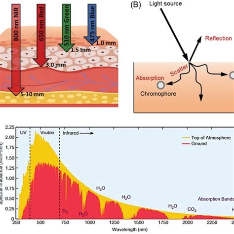 A The Enhanced Penetration Depth Of Near‐infrared Nir Through