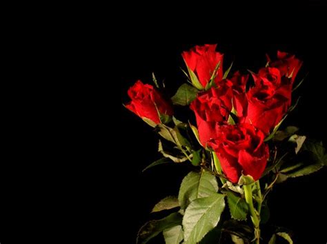 🔥 Download Bouquet Of Red Roses A On Black Background By