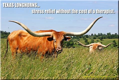 Pin on texaslonghorn.com Memes