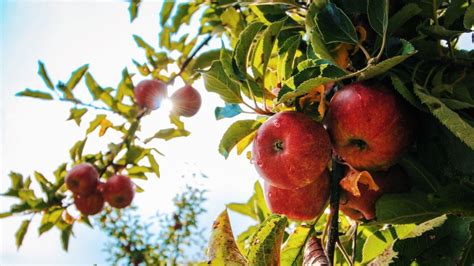 Pon atención a tus árboles frutales las plantas también pueden sufrir