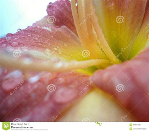 Interior View Of A Pink Flower With Yellow Center With Long