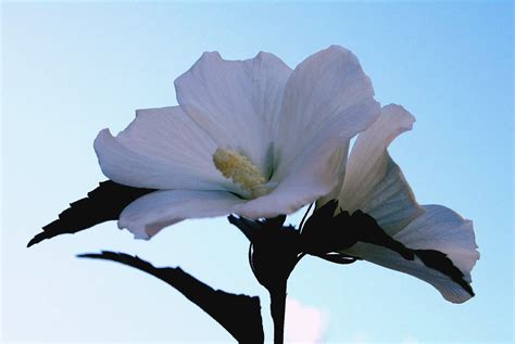 Pignataro Maggiore Chiesa Di Grazzano Arbusti Di Hibiscu Flickr