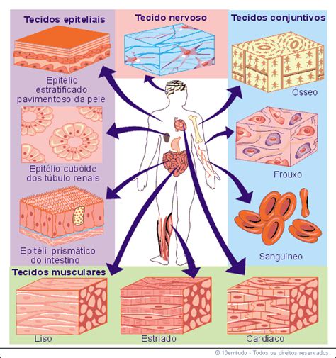 Histologia Net Patologias De Tecido Conjutivo