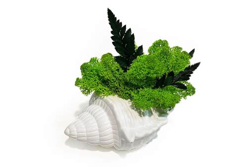 Large Potted Shell With Ferns And Scandinavian Moss