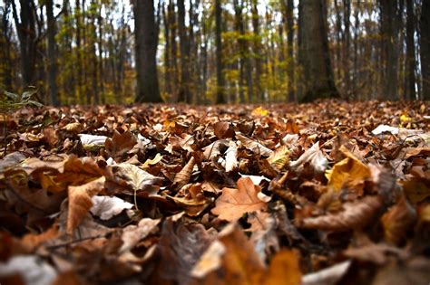 Herbst Laub Blätter Getrocknete Kostenloses Foto auf Pixabay Pixabay