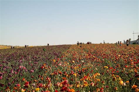 Poppy Flowers on Field · Free Stock Photo