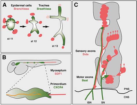 Frontiers Axon Guidance And Collective Cell Migration By Substrate