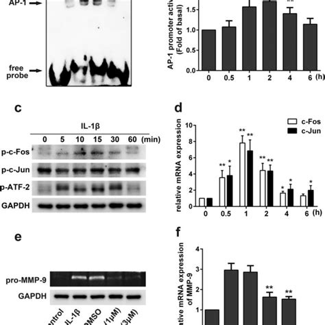 Effects Of Mapk Signaling Pathways On Il 1β Induced Mmp 9 Expression In Download Scientific