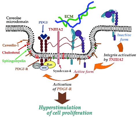 Tenascin C Tnc Derived Tniiia Fragments Peptides A Schematic