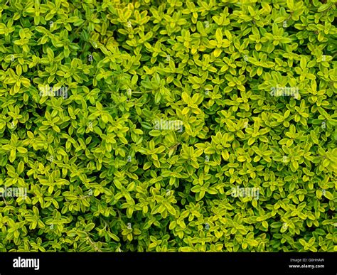 Golden Thyme Herb Background Stock Photo Alamy