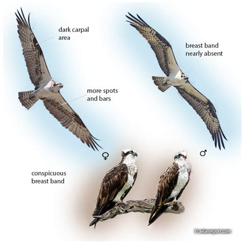 Osprey Appearance And Identification