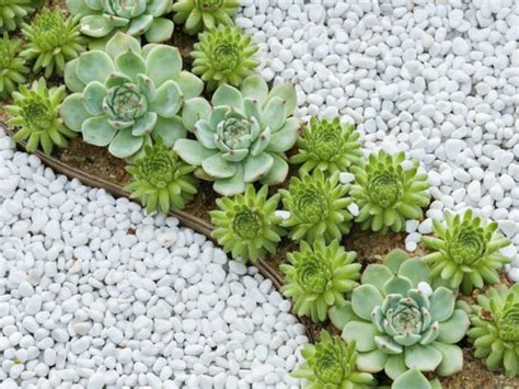 The Spectacular World Of Succulents World Of Succulents