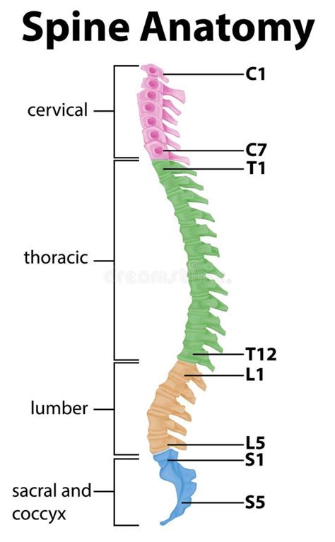 Anatomy Of The Spine Or Spinal Curves Infographic Stock Vector