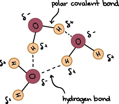 The Diagram Shows Hydrogen Bonds Between Water Molecules Label The Diagram To Show How Hydrogen