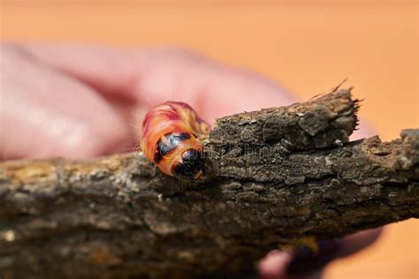 Caterpillar of a Goat Moth Cossus Cossus Stock Image - Image of damage ...