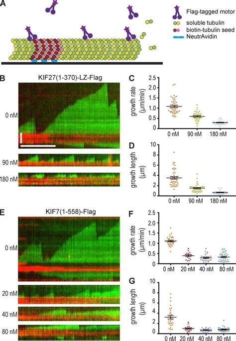 KIF27 And KIF7 Can Inhibit Microtubule Growth In Vitro A Schematic