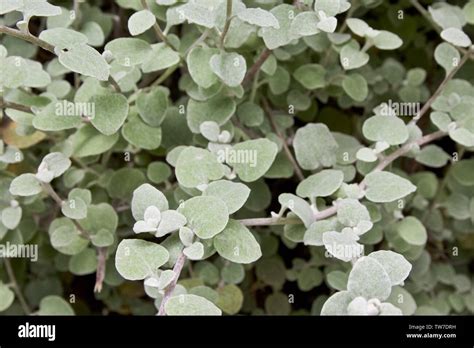 Helichrysum Petiolare Or White Licorice Plant Stock Photo Alamy