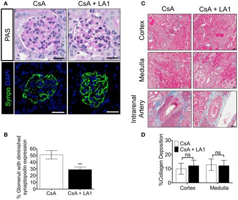 Frontiers A Small Molecule Integrin Agonist Improves Chronic