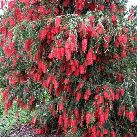 Weeping Bottlebrush Aka Callistemon Viminalis Live Plant Fit 5 Gallon Pot Mor By