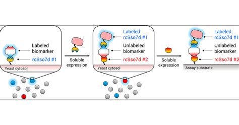 Beyond Epitope Binning Directed In Vitro Selection Of Complementary