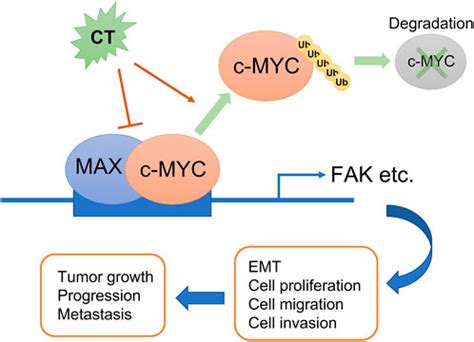 Frontiers Cryptotanshinone Inhibits Ovarian Tumor Growth And